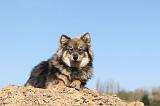 CHIEN FINNOIS DE LAPONIE 017